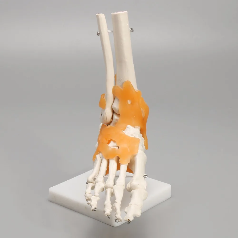 Human 1:1 Skeleton Ligament Foot Ankle Joint Anatomi cal Anatomy Medical Model Human Statues Sculptures High Quality