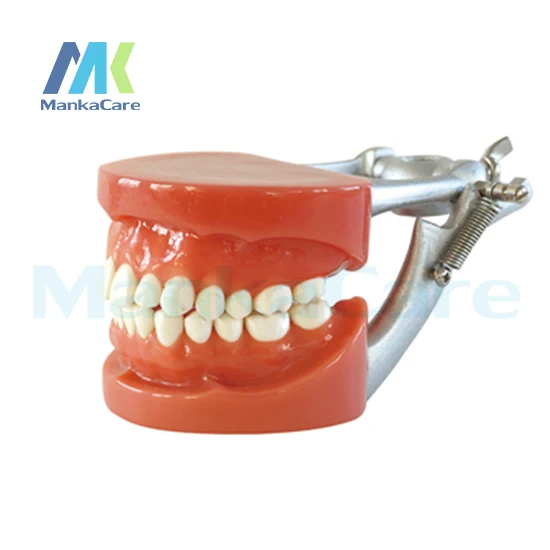 

Manka Care - Standard Model/28 pcs Tooth/Hard Gum/Wax fixed/DP Articulator Oral Model Teeth Tooth Model