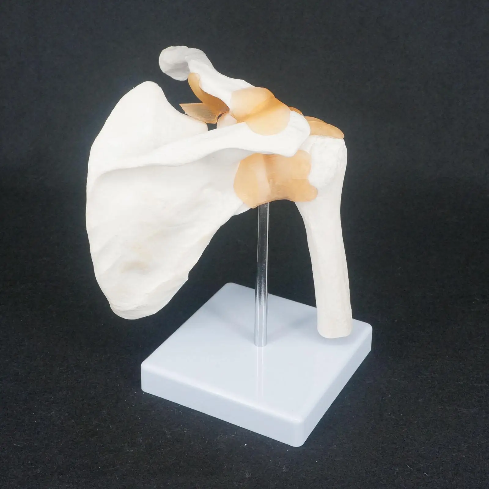 PVC Life Size Shoulder Joint Anatomical Model Skeleton Human Medical Anatomy For Medical Study