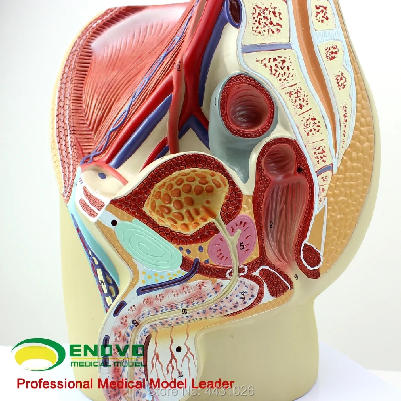 ENOVO Model Sistem Reproduksi Pria Model Anatomi Panggul Pria Model Prostat