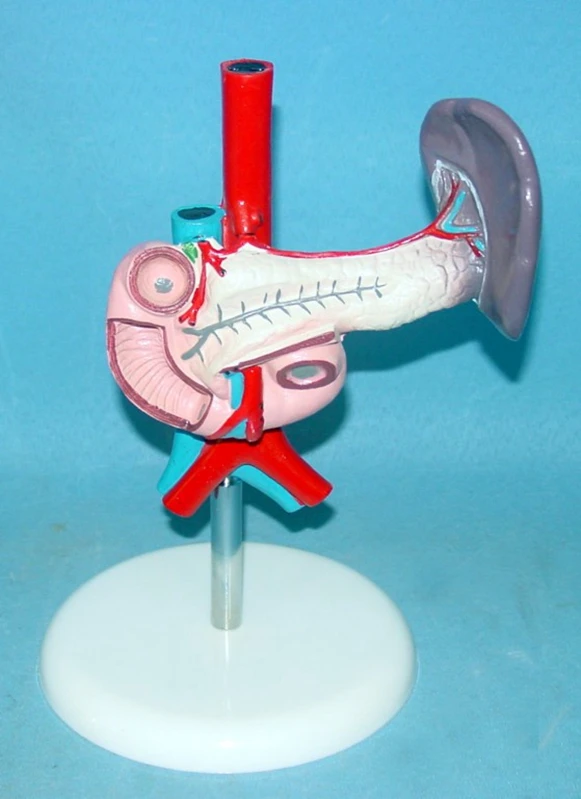 

Human spleen and pancreas,Duodenum Organ anatomical model Medical human body specimen model