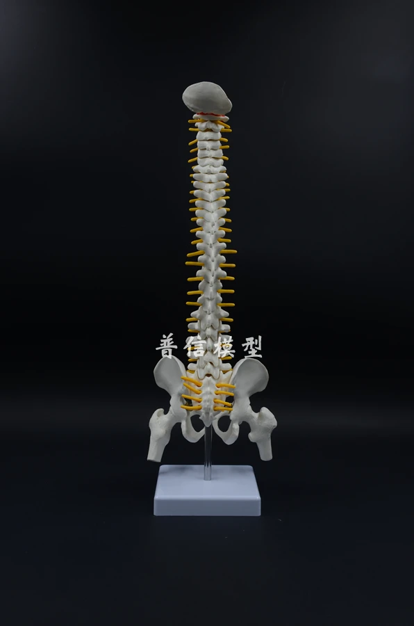 

Human spine bone skeleton model 45cm sitting posture model for medical rehabilitation training, spine model, human spine model