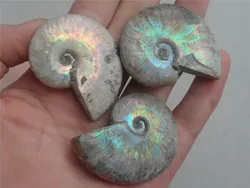 3/70-60g MADAGASCAR CRETACEOUS Irridescent Jurrassic AMMONITE