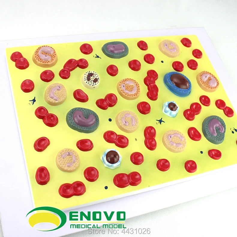 ENOVO Medical human .blood cell amplification model hematology department pathology physiology teaching model