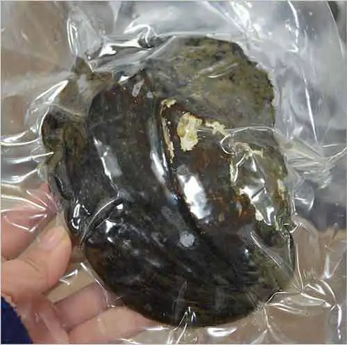 Wholesale 10 Pcs 15-20cm Vacuum Packed Large Big Giant Monster Oyster with Multiple Natural Cultured Pearl