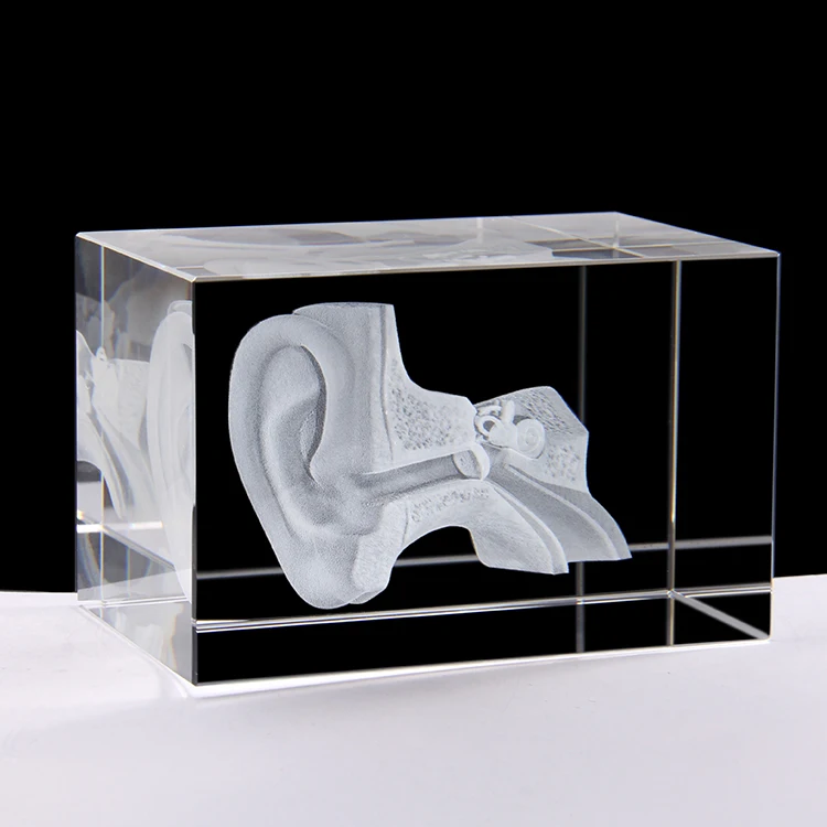 3d crystal engraving Ear anatomical model Medical Student Teaching Gifts