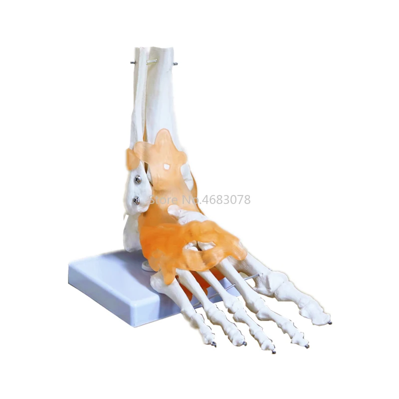 23x21x11cm Human 1:1 Skeleton Ligament Foot Ankle Joint Anatomi cal Anatomy Medical Teaching Model