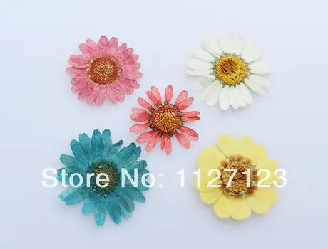 

50pcs Real Dry Chrysanthemum For Glass Globe Bottles Dry Flower for Rice Jewelry vials,DIY Wishing Bottle Pendant,