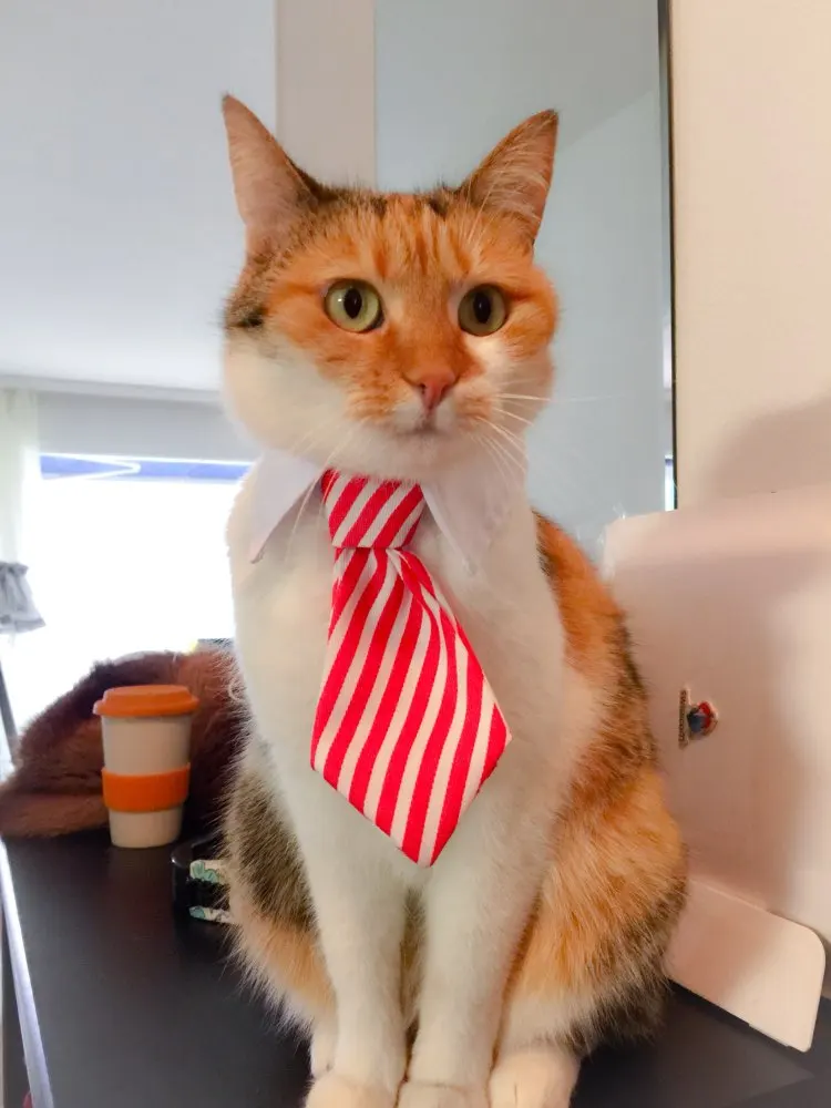 [MPK Cat Ties] Cute Pet Ties, Dog Collar Cat Collar, Pet Bow Ties, Dog Tie, Smart-Looking Pet Costume image 5