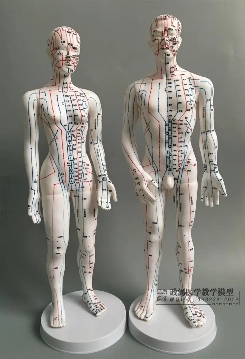 

human Ultra - clear acupuncture points acupoints meridian massage model 50cm men/48cm women