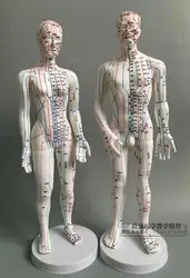 human Ultra - clear acupuncture points acupoints meridian massage model 50cm men/48cm women