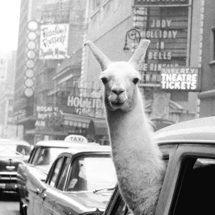 Vintage llama Print Poster New York Photo Picture, Llama in a taxi on Times Square Canvas Print Poster Retro Wall Art Home Decor