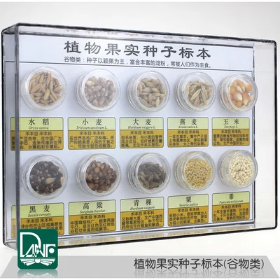 

Specimen of plant fruit and seeds Ten kinds of cereals Science teaching specimen children gifts