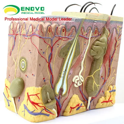 Human skin tissue structure anatomical model minimally invasive skin cosmetic plasticity teaching 23*22*11cm