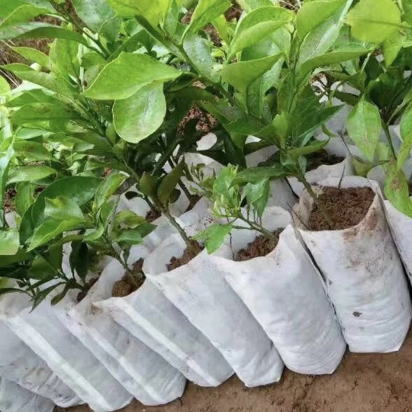 Size 16*16  200 Pcs Plant-fiber  Nursery Pots Seedling-raising Bags Garden Supplies Can Degrade  Environmental Protection