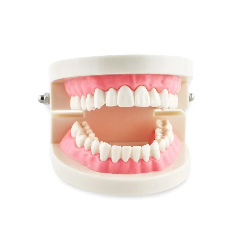 

1 PC Dental Teeth Model Flesh Pink Gums Standard Teeth Teaching Model For Dentist