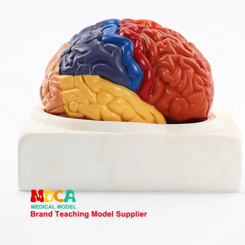 

Human 1:1 Brain Assembling Regional Anatomy Of Brain Function Medical Classroom Supplies Teaching