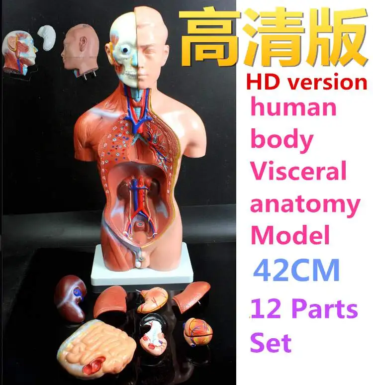 

Medical teaching model 42CM 12part human torso anatomical model human organs visceral muscle model Trunk anatomy model Removable