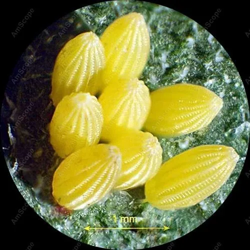 Microscopio estéreo afilado, suministros de AmScope, microscopio estéreo afilado 10X-20X-40X