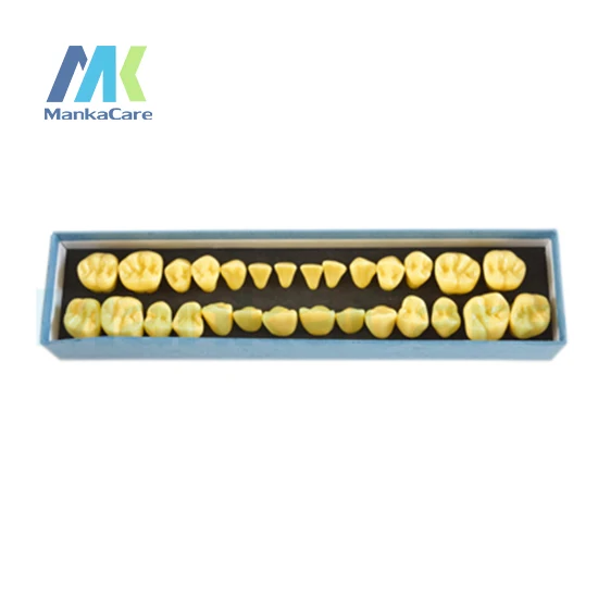 

Manka Care - 4 times the natural size permanent teeth. A set of 28 teeth.Made of imported resin Oral Model Teeth Tooth Model