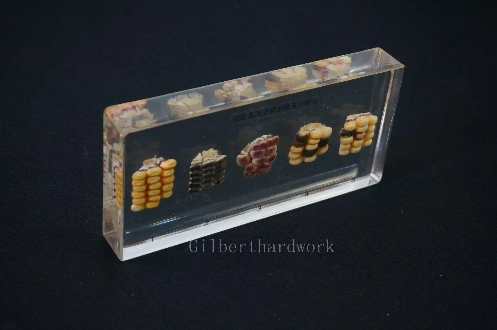 Überprüfung Von Gen Isolation Regel Proben In Klar Lucite Pädagogisches