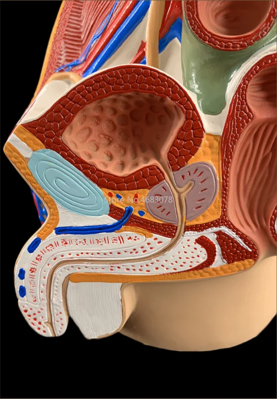 Sagittal Pelvic Anatomy Model Male And Female Male Reproductive Organ Reproductive System Uterus Medical Teaching Model