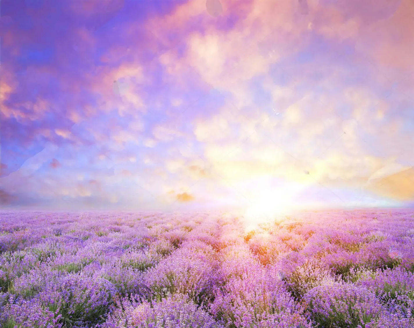 Lavender Field Sunser Sky Landscape Natural backdrop  High quality Computer print wedding photo studio background