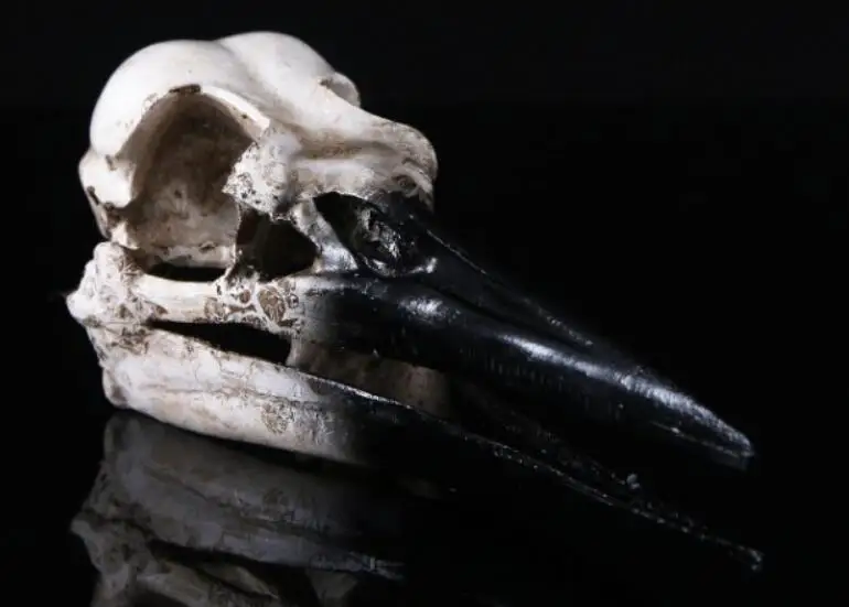 

Dinosaur bird skull Medical Science Educational Supplies Skull Skeleton Mold Kids Gifts Toys Halloween Decoration