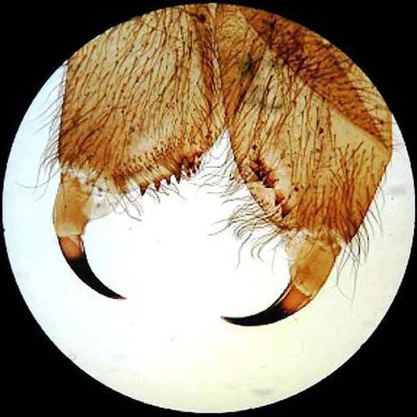 AmScope Forniture 25 Vetro Vetrini Preparati Microscopio con Scatola di Plastica