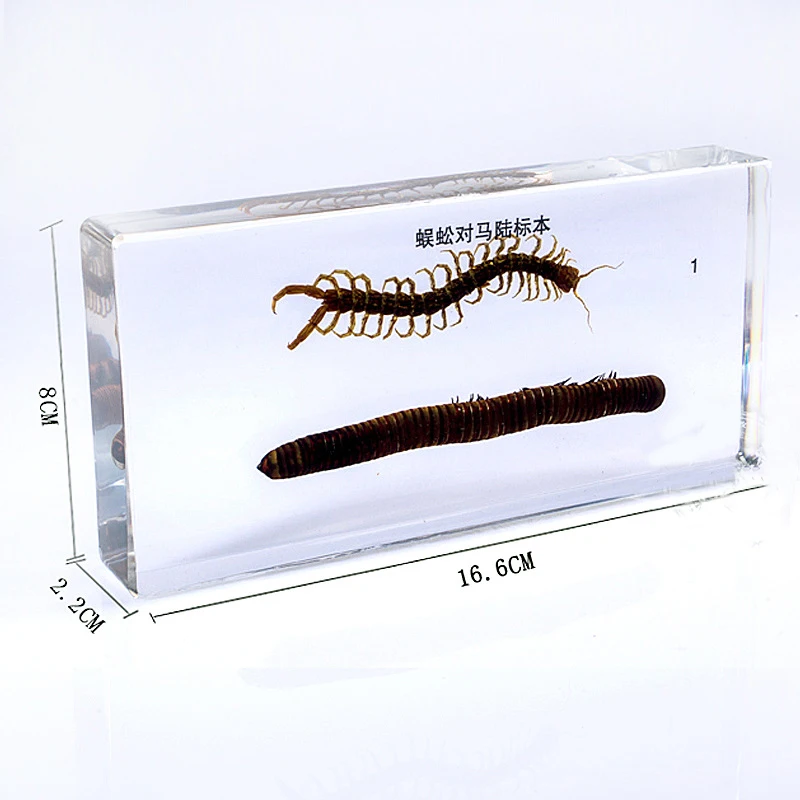 Centipede And Millipede Specimens In Clear Lucite Resin Block Educational Equipment biology teaching aids Teaching instrument