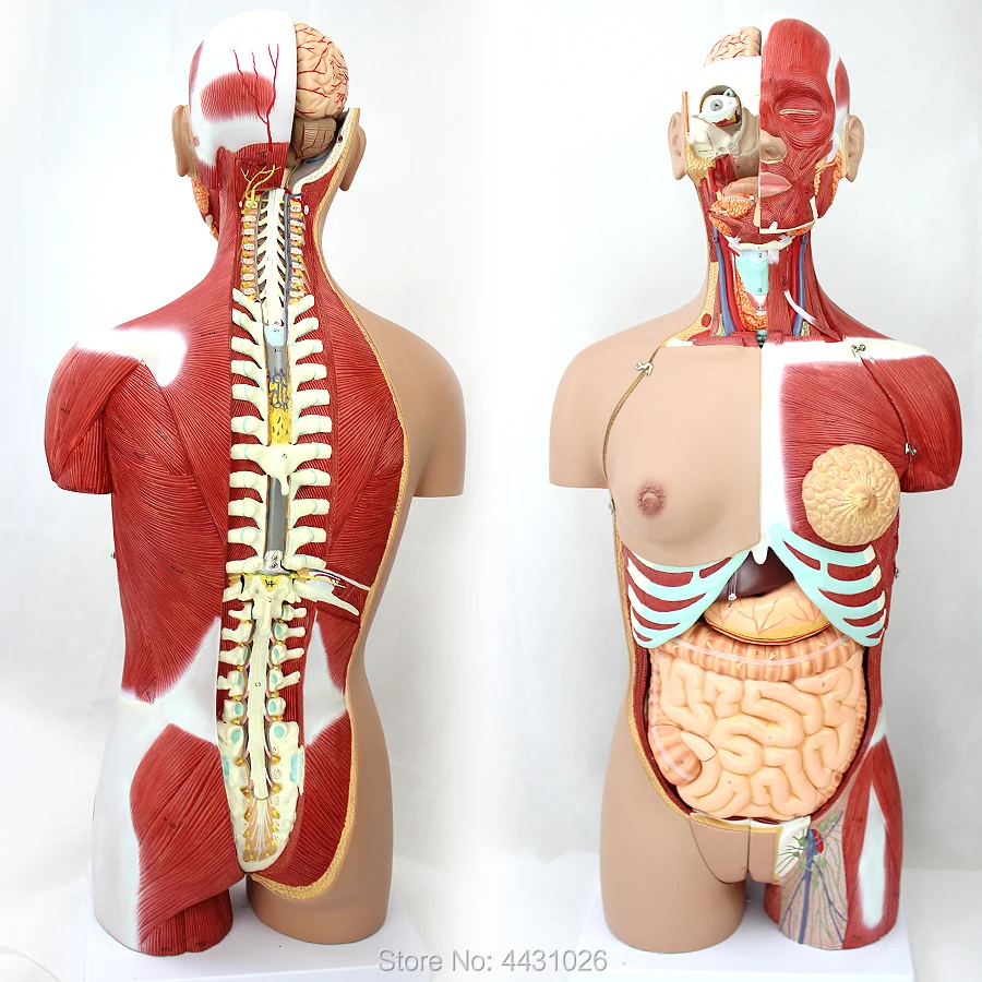 ENOVO Anatomical model of anatomy of the body organ of 85CM human organ system