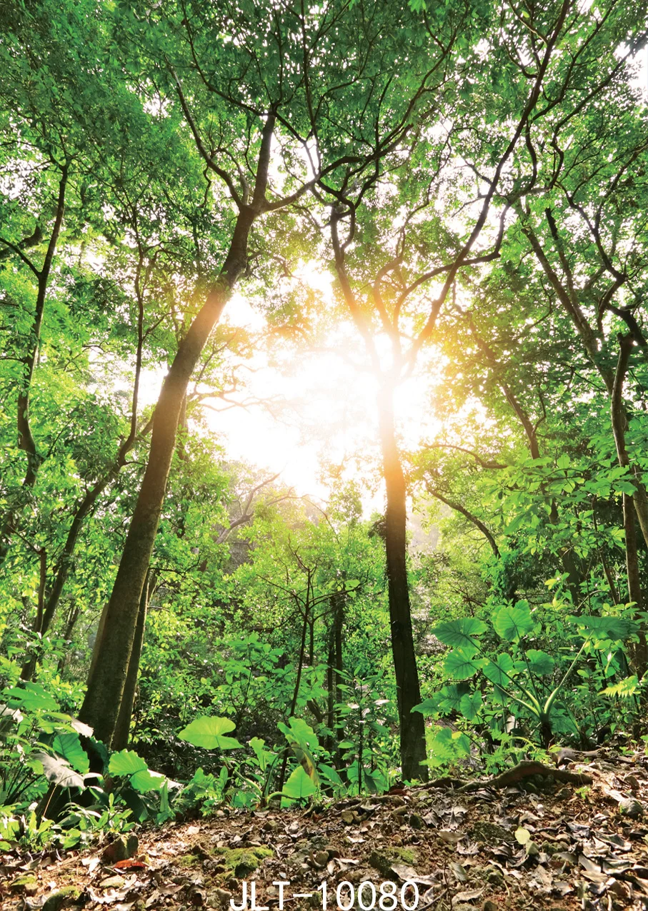 Sunray Forest – arrière-plan de photographie en vinyle, pour fête de mariage, Portrait d'enfant, nouveau-né, toile de fond pour Studio photo