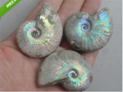 3/70-60g MADAGASCAR CRETACEOUS Irridescent Jurrassic AMMONITE