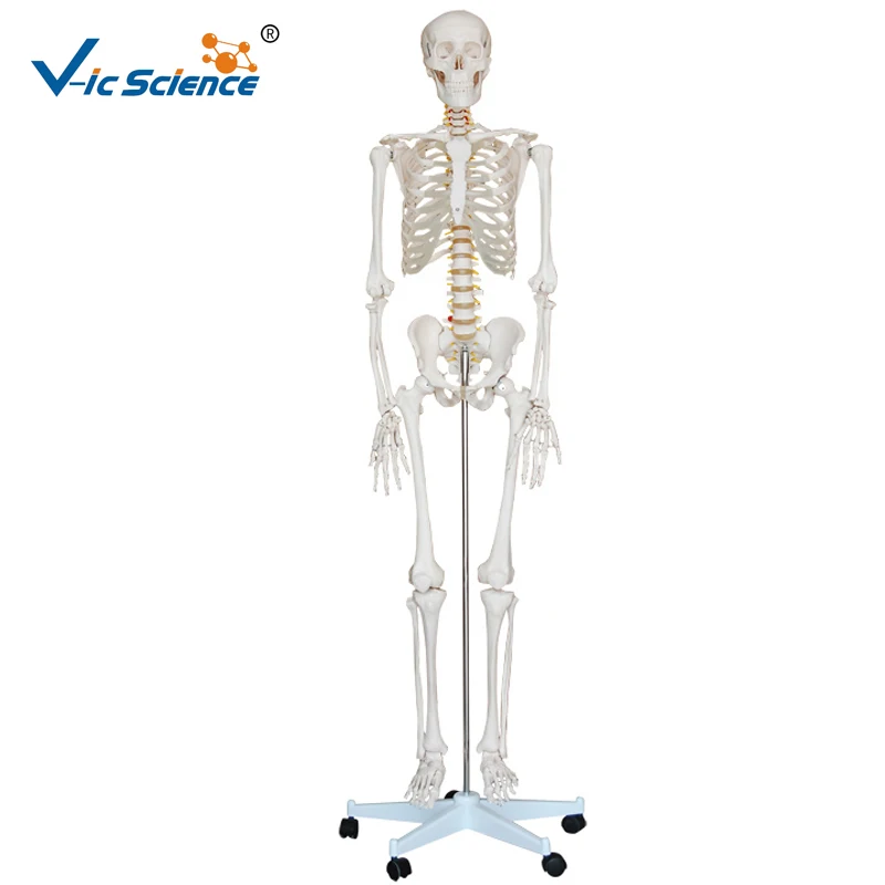 

Life Szie 180cm Medical Human Plastic Skeleton Model Medical Science Teaching for Students