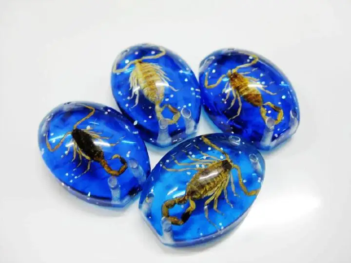 Insect Cabochon Accessories Golden Scorpion Specimen blue bottom 5 pcs Lot TAXIDERMY GIFT