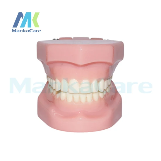 Manka Care -  28 pcs Tooth, Orthodontic Model Without bracket Oral Model Teeth Tooth Model