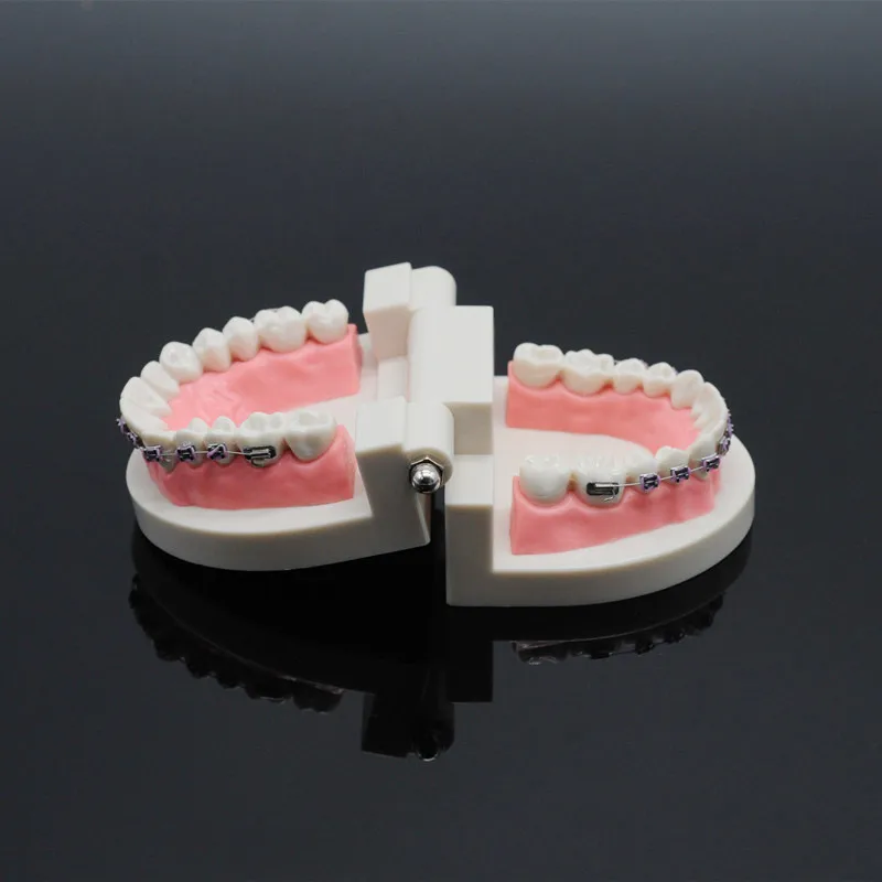 

Dental Teach Study Standard Typodont Demonstration Teeth Model With Bracket For Dentistry Lab