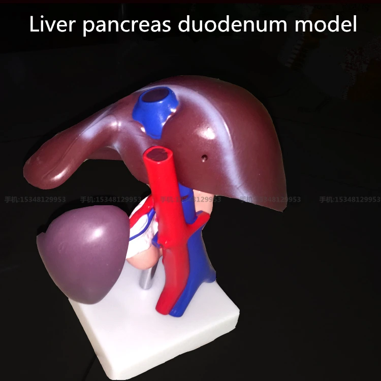 

medical Liver pancreas duodenum model Human visceral model Teaching model Human organ model Human Body Anatomy Medical Model