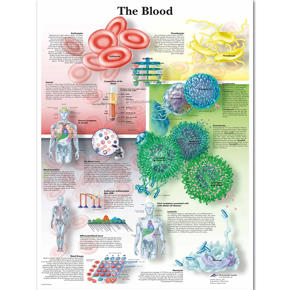 WANGART Anatomy Pathology  The Blood Chart Paintings Canvas Print Poster Wall Pictures for Medical Education office Home Decor