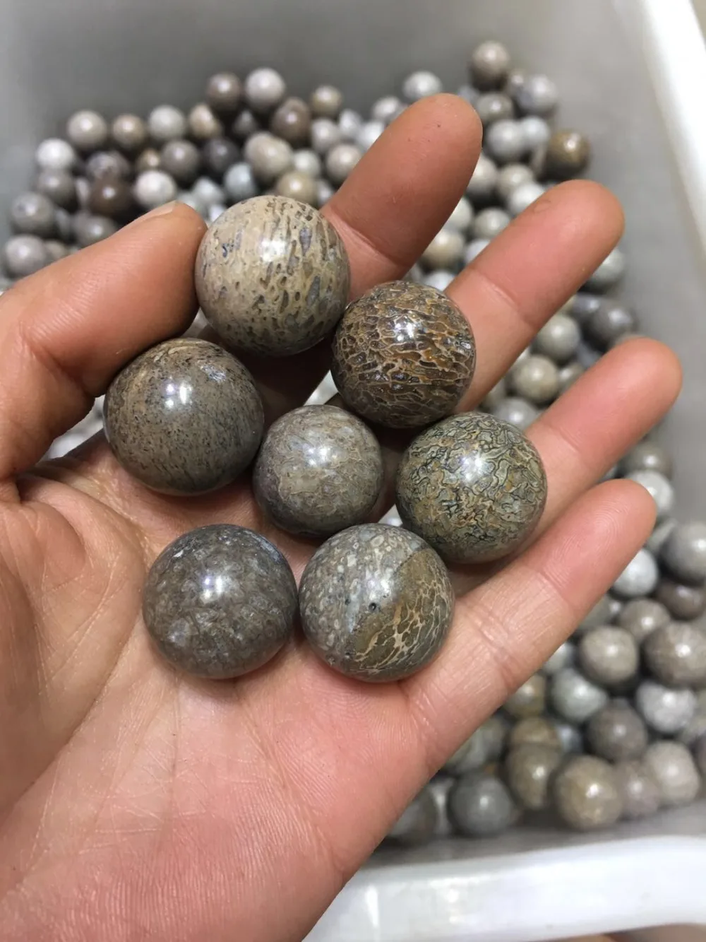 5pcs  natural dinosaur bone fossil sphere mineral specimen gemstone dragon fossil bone ball dinosaur stone madagascar healing