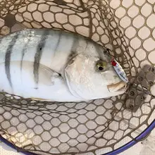 Drager Micro Metal Jigs 3g 5g 7g 10g #5