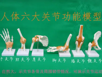 

The human body the joints the six function model Knee joint shoulder elbow hip joints foot joint ligament model