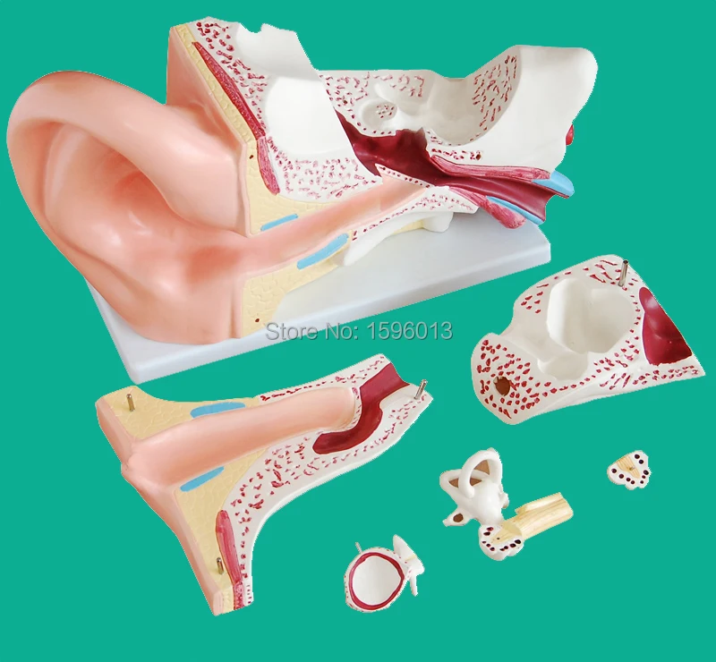 

Giant Ear Model 6 parts, Ear structure model,Anatomical Human Ear Model