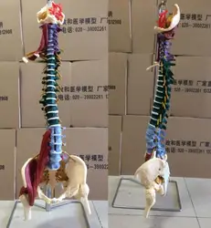 85cm 1:1 human spine model Adult orthopedic spine model with leg bones, pelvis, muscles and nerves Skeleton model