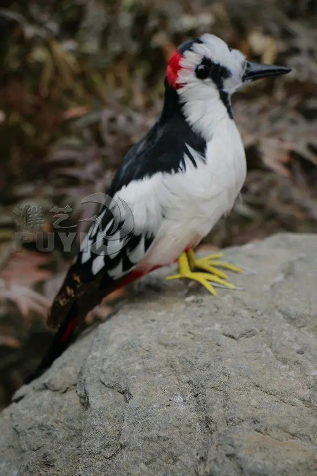 about 30cm Woodpecker toy lifelike bird model garden decoration gift t029