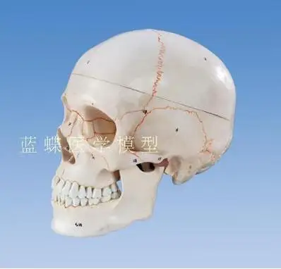 

A comparison of a medical simulation skull model head skull anatomical specimen digital coding identification