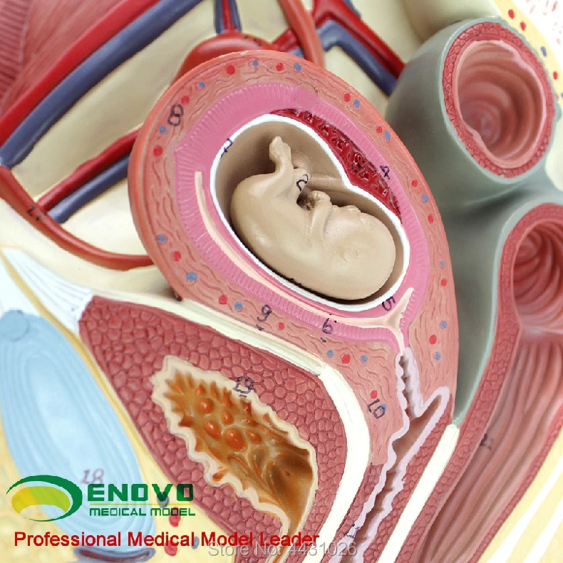 ENOVO Female pelvic anatomy model reproductive urinary uterus embryo children obstetrics and gynecology teaching