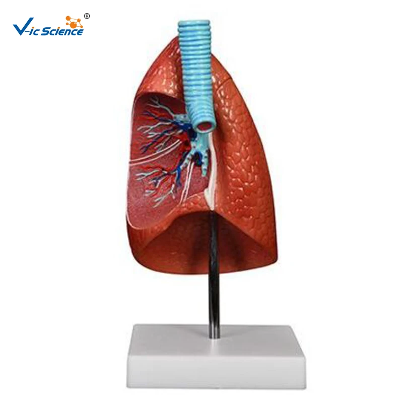 

Advanced PVC Educational Anatomical Lung Model for Teaching Students