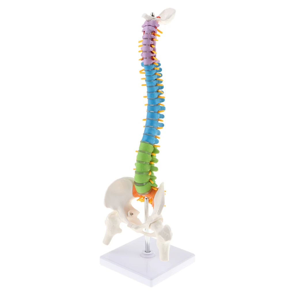 

45cm Life Size Flexible Vertebral Column Anatomical Model with Pelvis & Femurs, Spinal Nerves and Arteries Colored Coded