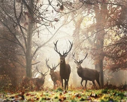 Custom wallpaper retro nostalgic style forest fog animal deer background walls self-adhesive relief material 3d wallpaper murals